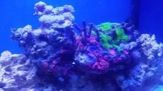 55 gallon reef-ready tank.