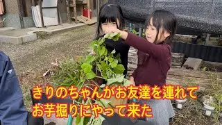 Ｖlog#295 きりのちゃんがお友達を連れてお芋掘りにやって来た