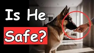 Incredible Ways Your Dog Knows Someone Is Bad! (Don&rsquo;t Ignore These)