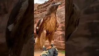 Falconry: the Red tailed hawk