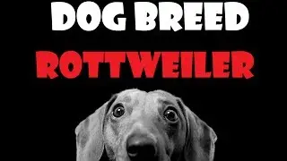 DOG BREED - Rottweiler [ITA]
