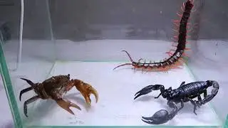 Scorpion 🦂 vs Crab 🦀 vs Giant Centipede 🪱 | Ultimate Deadly Battle ll #crab #battle #scorpion #giant