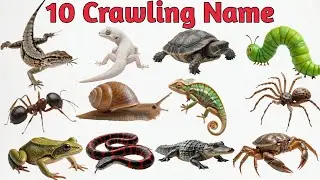 Crawling Animals Name for Kids| Snake Lizard Crocodile Turtle Frog |Learn Animals in English & Hindi