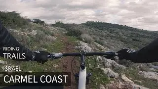 סינגל יער חוף הכרמל