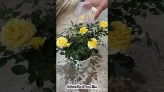 How to bloom Rose plant | गुलाब पर ज्यादा फूल कैसे पाए | #rose #roseflower  #shorts