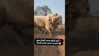 ladata ladata avo ma meldi ma #viral #status #video #shorts