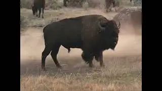 Sombra mostra o animal Bis&atilde;o da Austr&aacute;lia 