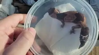 ANOTHER Fat tail gecko Unboxing 