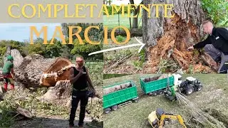 ABBATTIMENTI DI GROSSI PIOPPI, CIPPATURA E CARICO TRONCHI