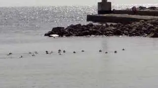 Common eiders floating in the Kattegat