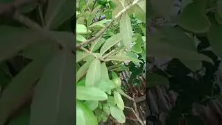 amrud ka ped#naturwunder