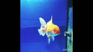 (NOK-424)High quality Oranda Red Head Red Tri Color Peacock Tail Female GoldFish