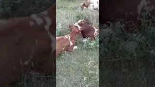 Коровья дружба навсегда до....#деревенскаяжизнь#настроение за-ши-бись #shortsvideo #funnyvidios #gra