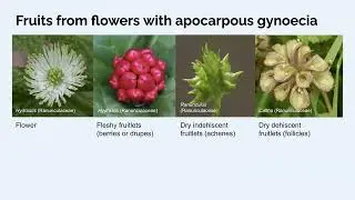 Plant Taxonomy 12a5 - Fruit type evolution