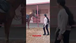 She was looking for me 👀#looking #cute #bonding #horse #equestrian #bond #fyp #shorts #blowup