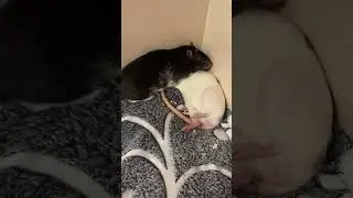 Лежунчики. #крысы #rats
