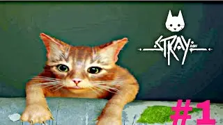 STRAY | Cutest cat ever | #ytvideo