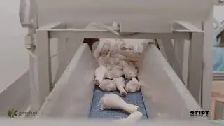 Baromfiüzemi betanított munkakörök Hollandiában