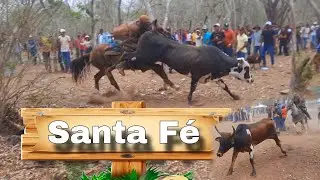 pega de boi no mato de Zé Luís vaqueiro no parque Santa fé/ 15 de outubro de 2023 /parte 1
