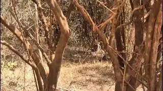Yala Elephants in Their Natural Kingdom 🐘 Peaceful giants roaming free #YalaSafari #WildlifeShorts