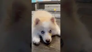 this pomsky puppy ALWAYS tries his hardest🥲 #puppy #cute #pomsky #fyp #share #shorts #dog