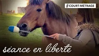 CLICKER TRAINING AVEC MON CHEVAL : TARGET, STICK TO ME SANS STICK, GALOP, MONTOIR