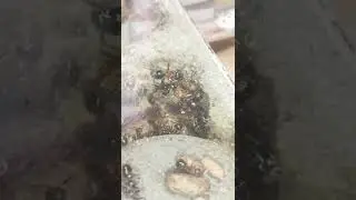 Formica Ants, wood ants, some of the pupas where winged females. #shorts #antkeeping #ants
