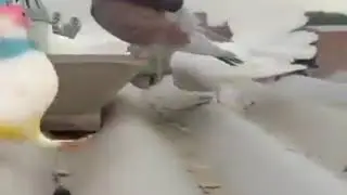 Pavuralu aneka calars