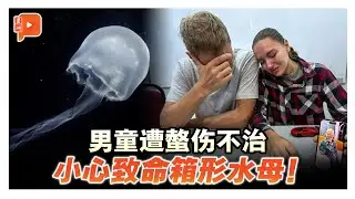 俄籍幼童命丧交怡 2分钟了解箱形水母多致命