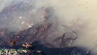 Kelp on San Juan Island