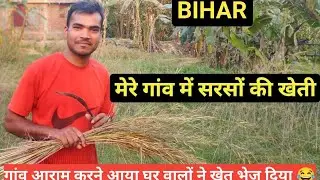 Bihar Me Sarso Ki Katai | अपना गाँव 😊 | Our Village | Sikandar Giri vlogs