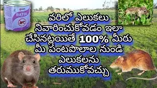 Elukalu nivarana /Rat Damage in paddy fields /100%ఇలా చేస్తే ఎప్పటికీ మీ పంట పొలాల్లో ఎలుకలు ఉండవు