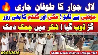 Wheat, Munji & Makki Price Today 2026 | Sarson, Til, Gur Shakkar Rates | Ghalla Mandi Updates