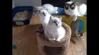 Paige/Dolly Kitten's