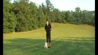 zlatý retrívr cassie pokus o poslušnost (3 měsíce)