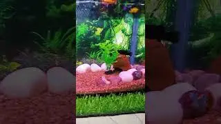 🎬 Fish Tank Makeover &ndash; New Background Sheet Look! 🌿🐠