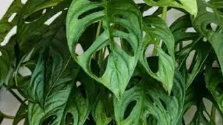 How to care  Swiss Cheese plant in winter//Philodendron plant ke care winter ma kasy kr sakte hn