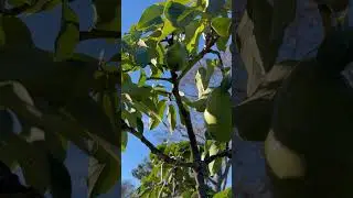 ☘️Nam dau duoc vai trai Bo ngon🥑🥑🥑