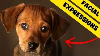 What Your Dog's Face Tells You | Facial Expressions Explained