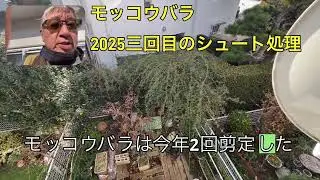 【栽培記録】モッコウバラ2025年三回目のシュート処理