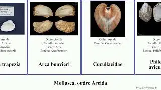 Mollusca, ordre Arcida mer Anadara aviculoides granosa 19th Tegillarca senilis bouvieri Floor