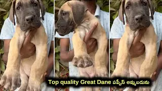 Top quality Great Dane puppies for sale in telugu/ sold out/ aj pets