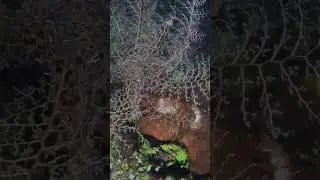 Fun Facts: Basket Star #short #shorts #shortvideo #shortsfeed #youtube #subscribe #nightdive #4k
