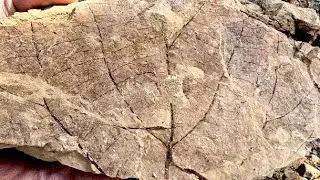 Fossil hunting by utahs ancient sea