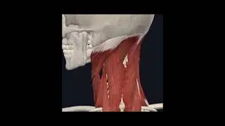 Rectus capitis #3d #3danimation #anatomy #medicalstudent #shorts #viral