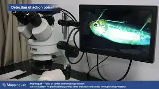 Zebrafish - Cardiac action potential and calcium transient measurement