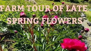 Farm Tour of Late Spring Flowers!