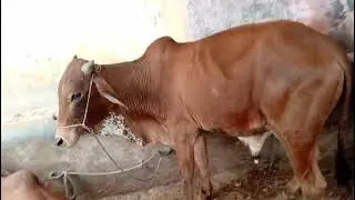 105kg gosht wala bachra 140k main 2025 wholesale rate