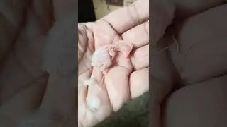 mashaallah | subhanallah | albino red eye rosy colly | HADI A TO Z