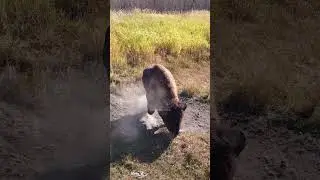 Water buffalo taking a sand bath #nature #wildlife #buffalo #sandbath #babalus HA33368